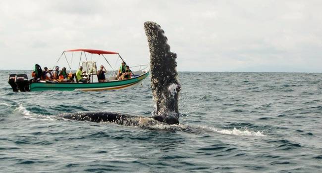 Ballenas