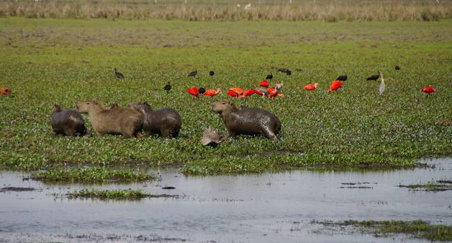 Casanare Fauna
