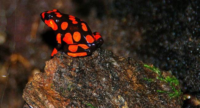 Choco - Ranas venenosas