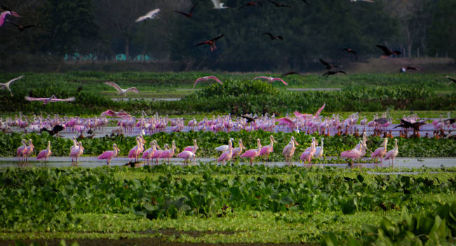 Cordoba Cienaga Fauna