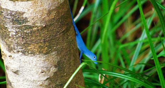 Gorgona Fauna Lagarto Azul