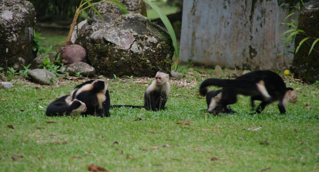 Gorgona Fauna
