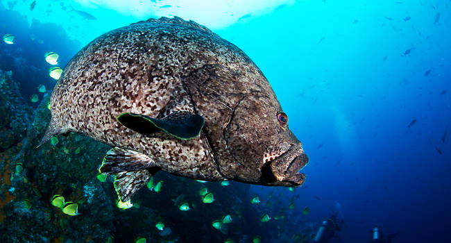 Malpelo Diving