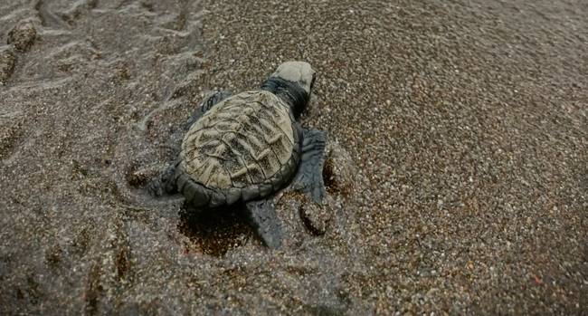 Tortugas