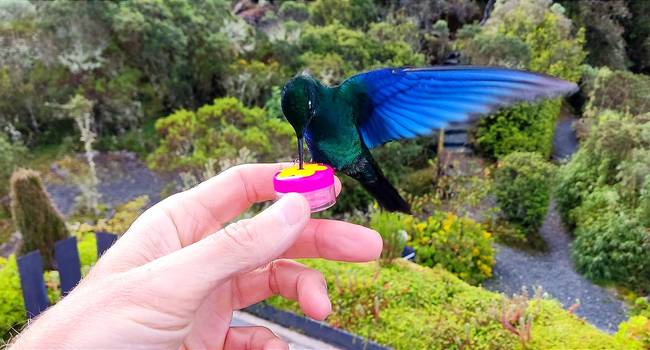 colibri hotel termales de ruiz