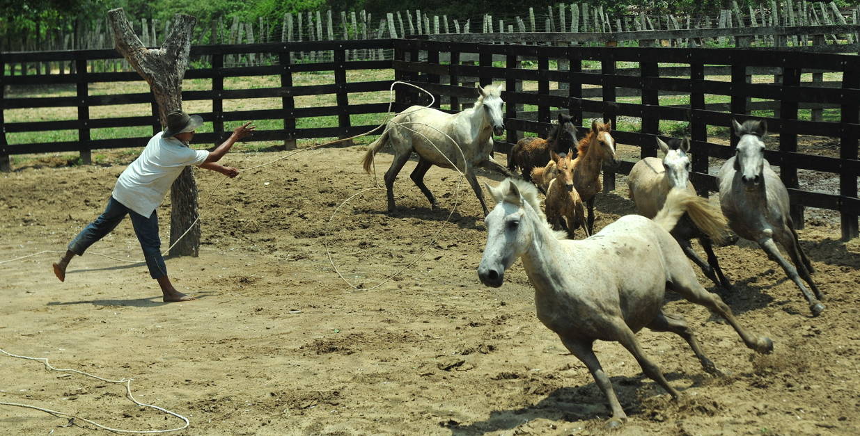 Casanare Trabajo Llanero