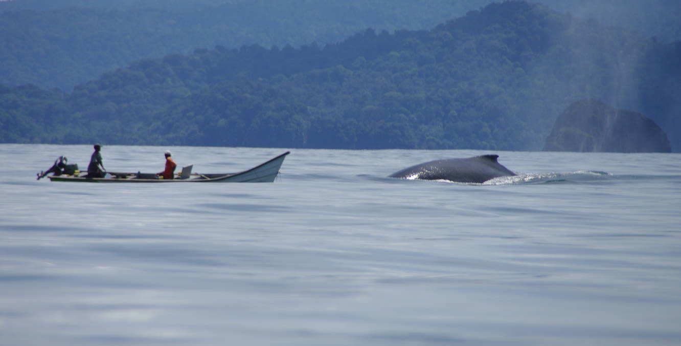 Ballenas