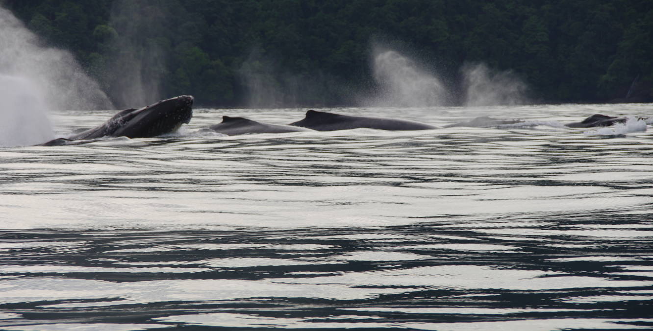 Ballenas