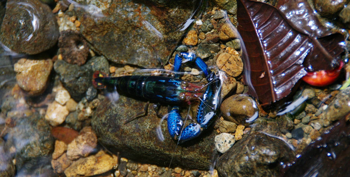 Langosta Azul