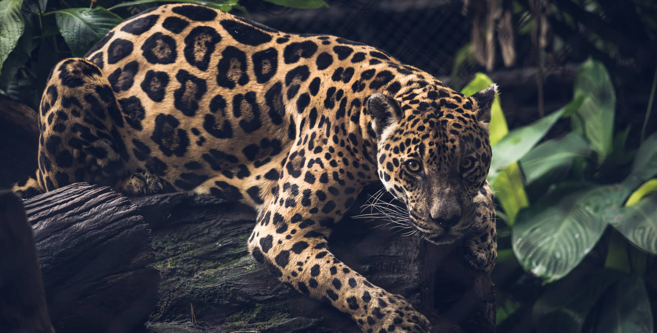 Jaguar